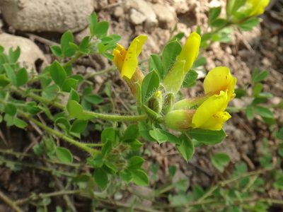 Chamaecytisus supinus, photographed by Christian Berg