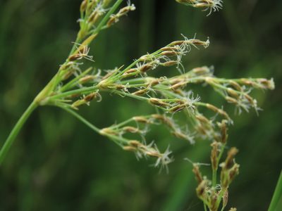 Fimbristylis complanata, photographed by chiuluan