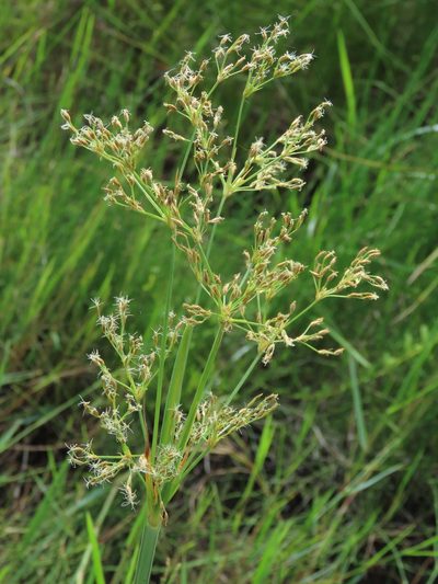 Fimbristylis complanata, photographed by chiuluan