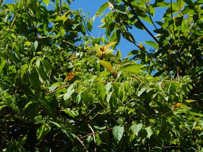 Lonicera hypoglauca, photographed by Jacy Chen