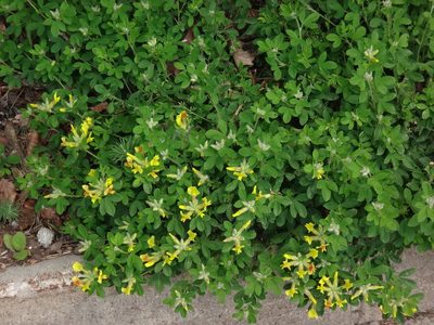 Chamaecytisus supinus, photographed by Christian Berg