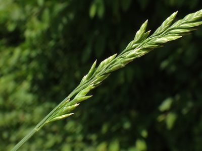 Poa compressa, photographed by Christian Berg