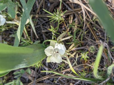 Calochortus minimus, photographed by mgentile