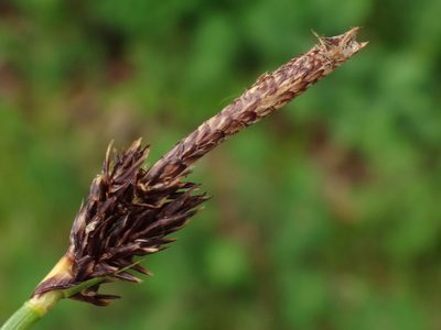 Carex montana, photographed by Christian Berg