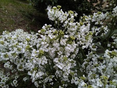 Armoracia sisymbrioides, photographed by Елена Кизилова
