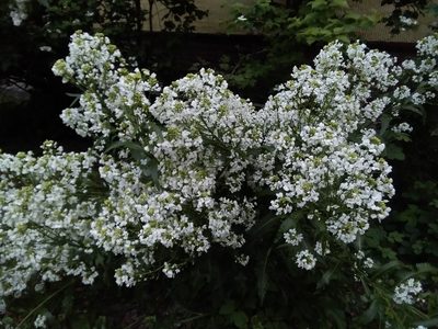 Armoracia sisymbrioides, photographed by Елена Кизилова
