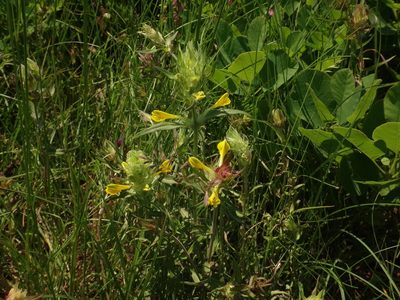 Melampyrum barbatum, photographed by Christian Berg