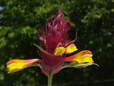 Melampyrum barbatum, photographed by Christian Berg