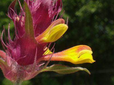 Melampyrum barbatum, photographed by Christian Berg