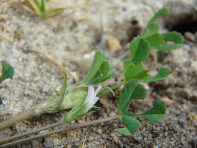 Trifolium ornithopodioides, photographed by Daniel Cahen