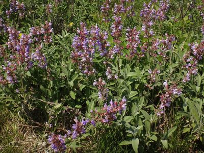 Salvia officinalis, photographed by Christian Berg