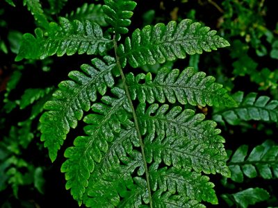 Metathelypteris uraiensis, photographed by Jacy Chen