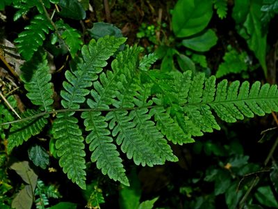 Metathelypteris uraiensis, photographed by Jacy Chen