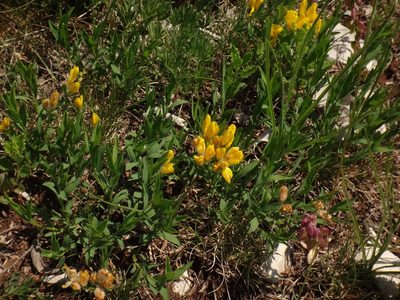 Genista sericea, photographed by Christian Berg