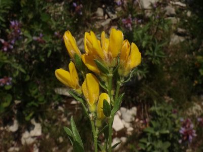 Genista sericea, photographed by Christian Berg