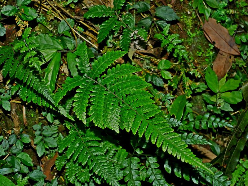Metathelypteris uraiensis, photographed by Jacy Chen