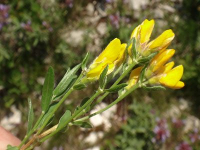 Genista sericea, photographed by Christian Berg