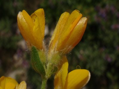 Genista sericea, photographed by Christian Berg