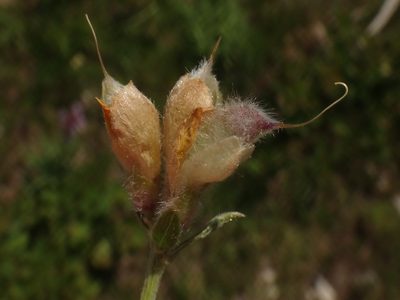 Genista sericea, photographed by Christian Berg
