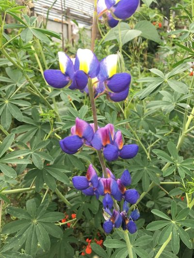 Lupinus pubescens, photographed by Alejandro Alfredo Aguirre