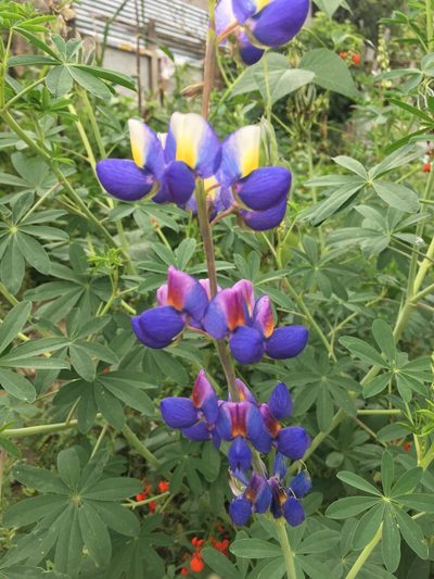 Lupinus pubescens, photographed by Alejandro Alfredo Aguirre
