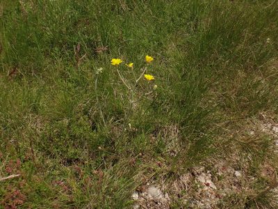 Crepis chondrilloides, photographed by Christian Berg