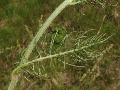 Crepis chondrilloides, photographed by Christian Berg