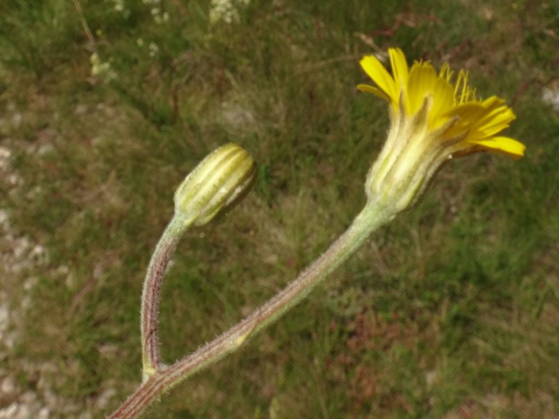 Crepis chondrilloides, photographed by Christian Berg