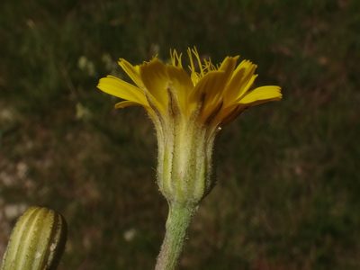 Crepis chondrilloides, photographed by Christian Berg