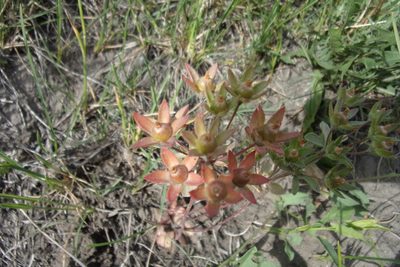 Androsace maxima, photographed by Оксана Серикова