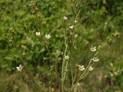 Thesium divaricatum, photographed by Christian Berg