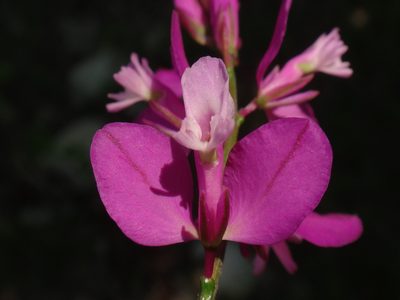 Polygala nicaeensis, photographed by Christian Berg