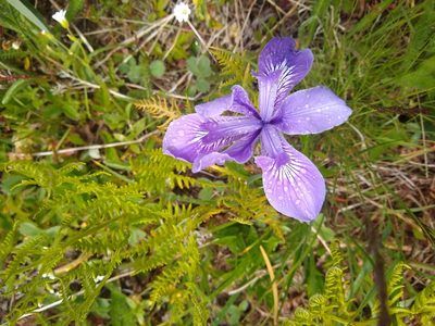 Iris tenax, photographed by Sean Haight