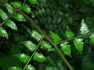 Gymnosphaera metteniana, photographed by Jacy Chen