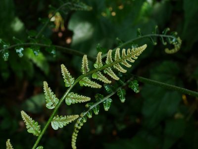 Gymnosphaera metteniana, photographed by Jacy Chen