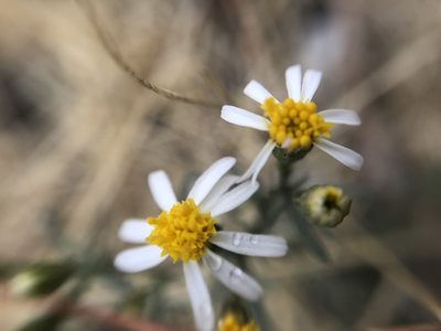 Thymophylla concinna, photographed by Enrique Martínez Núñez
