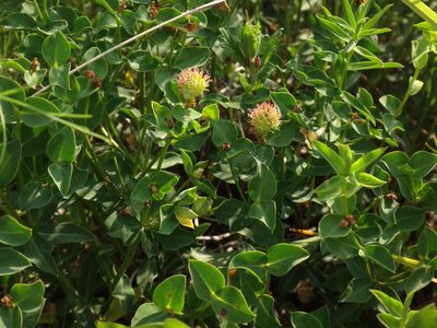 Euphorbia fragifera, photographed by Christian Berg