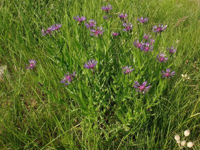 Centaurea triumfettii, photographed by Christian Berg