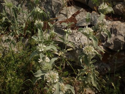 Marrubium incanum, photographed by Christian Berg