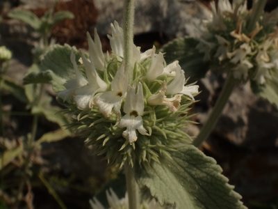Marrubium incanum, photographed by Christian Berg