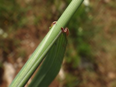 Thinopyrum intermedium, photographed by Christian Berg