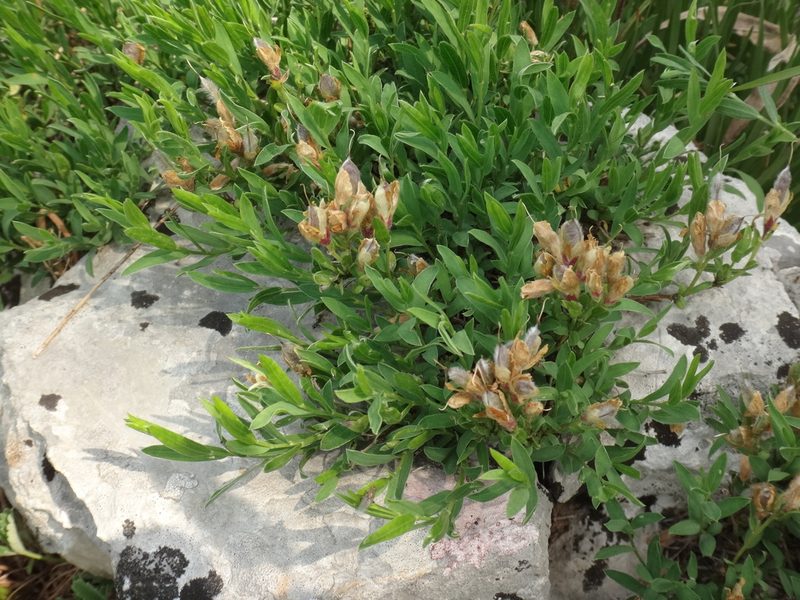 Genista sericea, photographed by Christian Berg