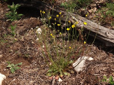 Crepis sancta, photographed by Christian Berg
