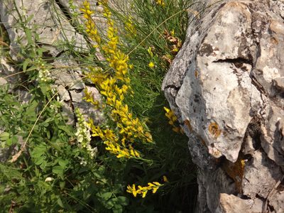 Genista sylvestris, photographed by Christian Berg
