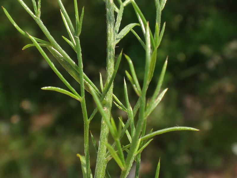 Genista sylvestris, photographed by Christian Berg