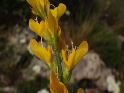 Genista sylvestris, photographed by Christian Berg