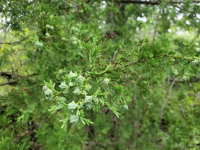 Chamaecyparis thyoides, photographed by Tom Field