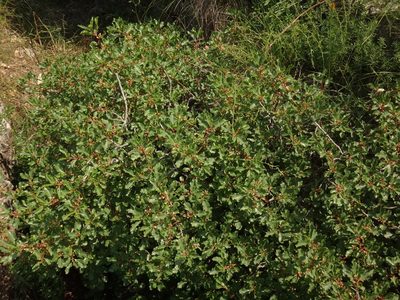 Frangula rupestris, photographed by Christian Berg