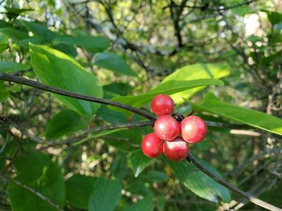 Smilax walteri, photographed by Tom Field