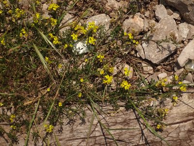 Medicago prostrata, photographed by Christian Berg